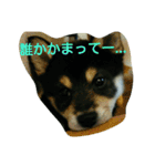Kuroshiba Toramaro（個別スタンプ：19）