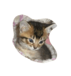 ニャンにゃん（個別スタンプ：7）