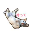 うちの子のきもち（個別スタンプ：3）