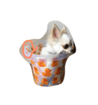 ぴよせっと（個別スタンプ：5）