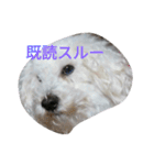 ワクワク（個別スタンプ：1）