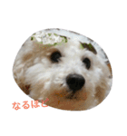ワクワク（個別スタンプ：5）