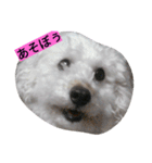 ワクワク（個別スタンプ：7）