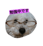 ワクワク（個別スタンプ：15）