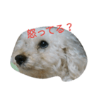 とにかくかわいぃ（個別スタンプ：6）