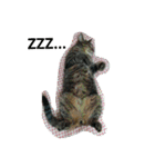 キジトラの殿様 2（個別スタンプ：4）
