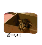 キジトラの殿様 2（個別スタンプ：8）