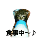 キジトラの殿様 2（個別スタンプ：9）