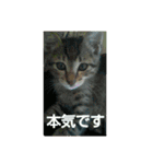 キジトラの殿様 2（個別スタンプ：24）
