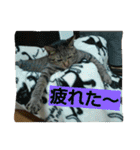 キジトラの殿様 2（個別スタンプ：26）