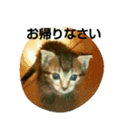 キジトラの殿様 2（個別スタンプ：27）