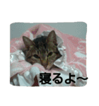 キジトラの殿様 2（個別スタンプ：29）