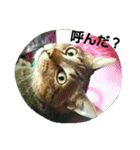 キジトラの殿様 2（個別スタンプ：34）