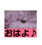 キジトラの殿様 2（個別スタンプ：40）