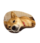 柴犬 ゆずぼう（個別スタンプ：1）