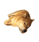 柴犬 ゆずぼう（個別スタンプ：2）