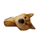 柴犬 ゆずぼう（個別スタンプ：4）