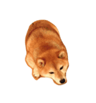 柴犬 ゆずぼう（個別スタンプ：5）