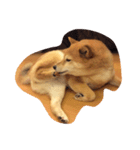 柴犬 ゆずぼう（個別スタンプ：6）