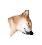 柴犬 ゆずぼう（個別スタンプ：7）