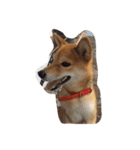 柴犬 ゆずぼう（個別スタンプ：8）