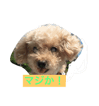 Look at hummy！（個別スタンプ：1）