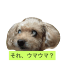 Look at hummy！（個別スタンプ：5）