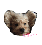 Look at hummy！（個別スタンプ：8）