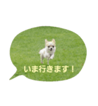 トルティーヤほっぺちゃん（個別スタンプ：1）