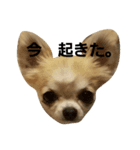 トルティーヤほっぺちゃん（個別スタンプ：2）