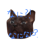 ねこ、といちと言います。（個別スタンプ：1）