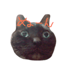 ねこ、といちと言います。（個別スタンプ：2）