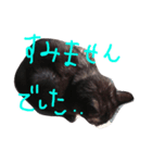 ねこ、といちと言います。（個別スタンプ：3）
