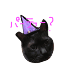 ねこ、といちと言います。（個別スタンプ：4）