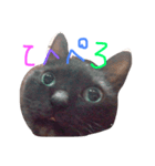 ねこ、といちと言います。（個別スタンプ：5）