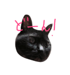 ねこ、といちと言います。（個別スタンプ：7）