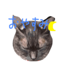 ねこ、といちと言います。（個別スタンプ：8）