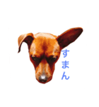 ミニチュアピンシャーのペロ（個別スタンプ：2）