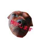 ミニチュアピンシャーのペロ（個別スタンプ：7）