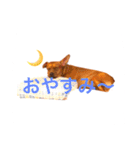 ミニチュアピンシャーのペロ（個別スタンプ：8）