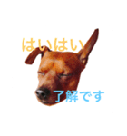 ミニチュアピンシャーのペロ（個別スタンプ：9）