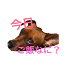 ミニチュアピンシャーのペロ（個別スタンプ：10）