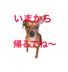 ミニチュアピンシャーのペロ（個別スタンプ：11）