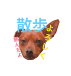 ミニチュアピンシャーのペロ（個別スタンプ：14）