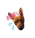 ミニチュアピンシャーのペロ（個別スタンプ：16）