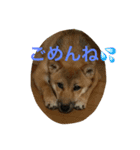 芝犬 はな（個別スタンプ：1）