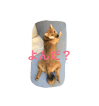 芝犬 はな（個別スタンプ：4）