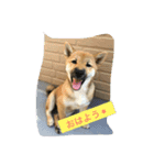 芝犬 はな（個別スタンプ：5）