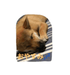 芝犬 はな（個別スタンプ：6）