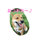 芝犬 はな（個別スタンプ：7）